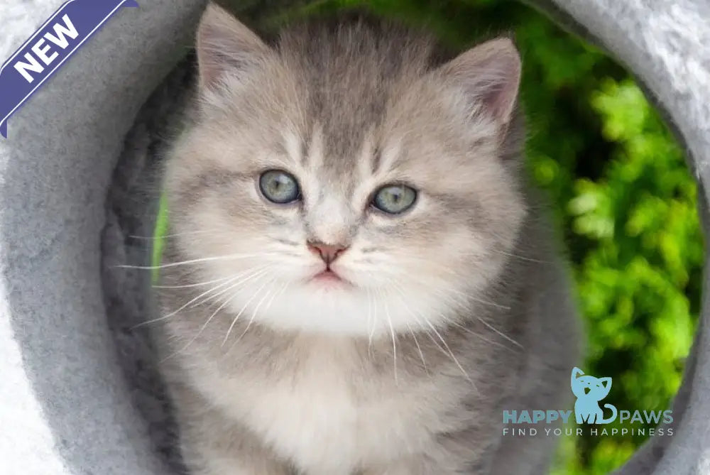 Elza Scottish Straight female blue ticked tabby - live animals