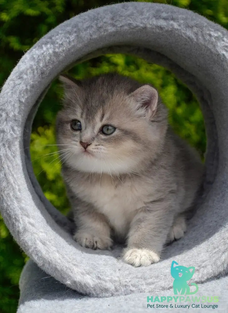 Elza Scottish Straight female blue ticked tabby - live animals