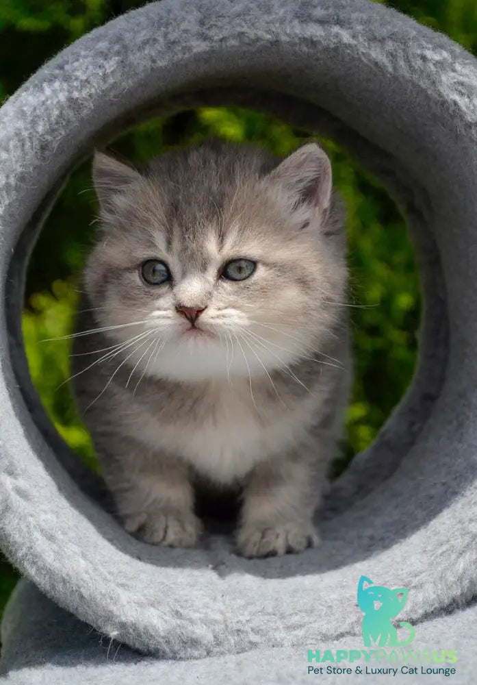 Elza Scottish Straight female blue ticked tabby - live animals