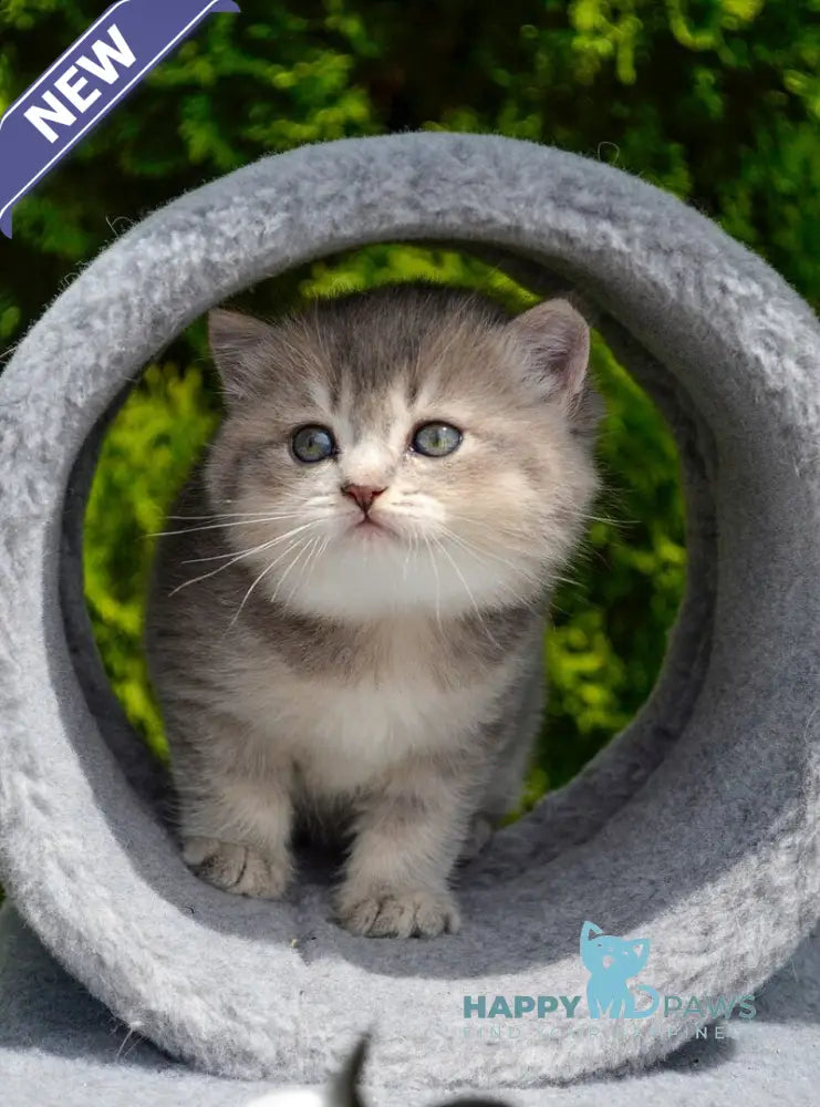 Elza Scottish Straight female blue ticked tabby - live animals