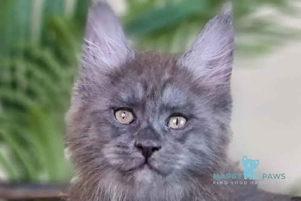 Emanuel Maine Coon male blue silver live animals