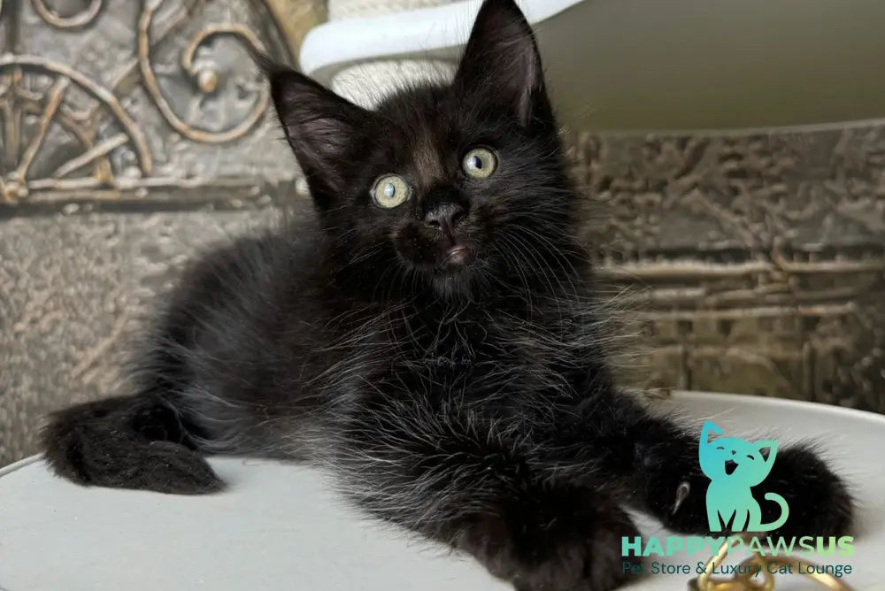 Ember Maine Coon male black live animals
