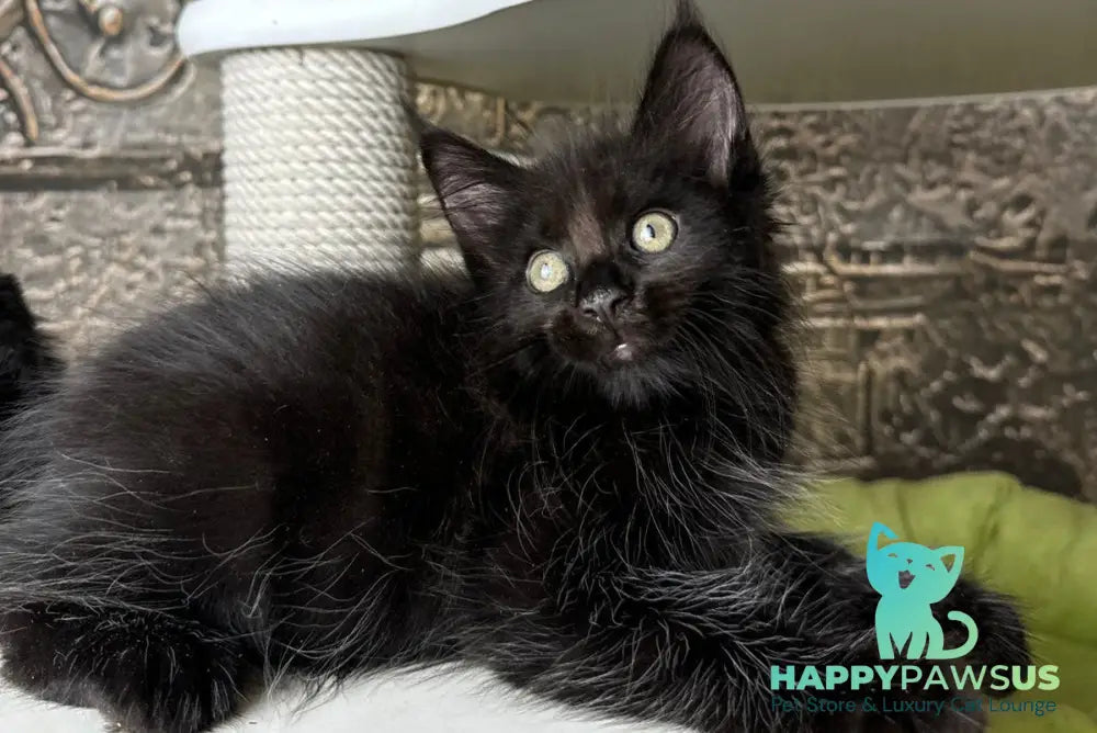 Ember Maine Coon male black live animals