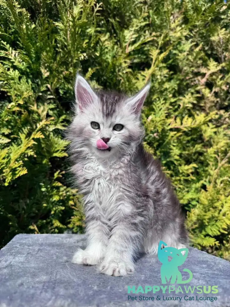 Emeli Maine Coon female black silver ticked tabby - live animals