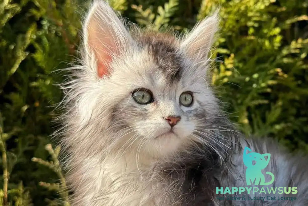 Emeli Maine Coon female black silver ticked tabby - live animals