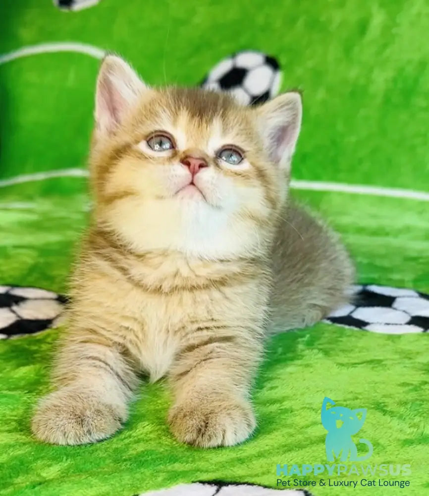 Emelia British Shorthair female chocolate golden ticked tabby - live animals
