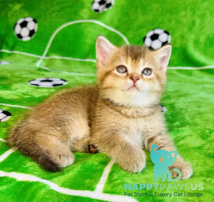 Emelia British Shorthair female chocolate golden ticked tabby - live animals