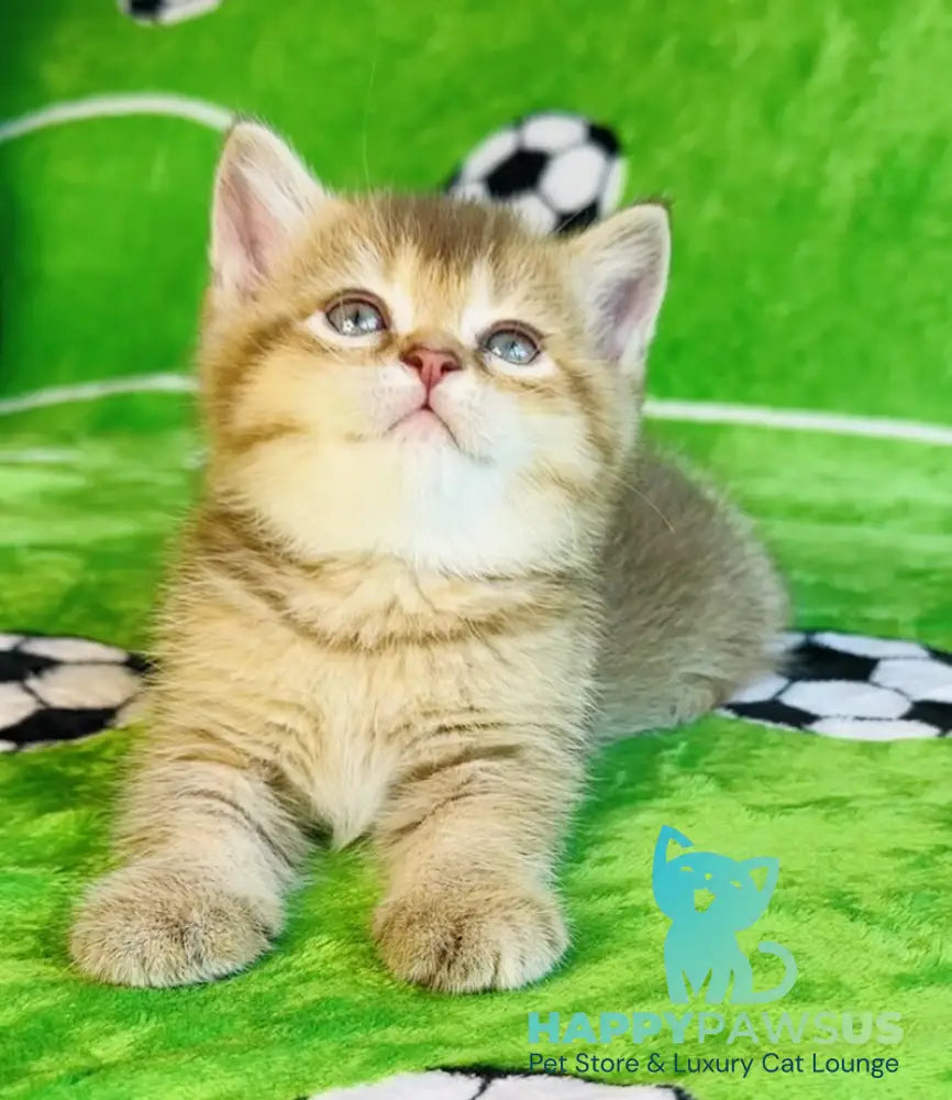 Emelia British Shorthair female chocolate golden ticked tabby - live animals
