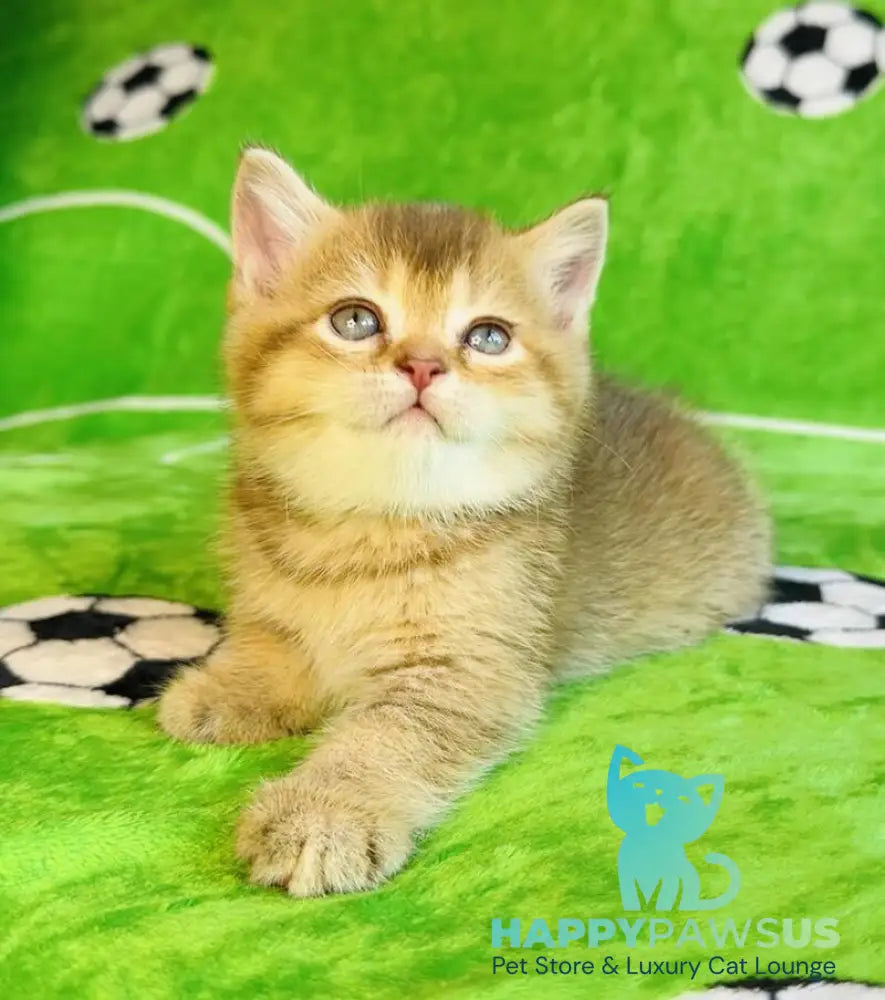 Emelia British Shorthair female chocolate golden ticked tabby - live animals
