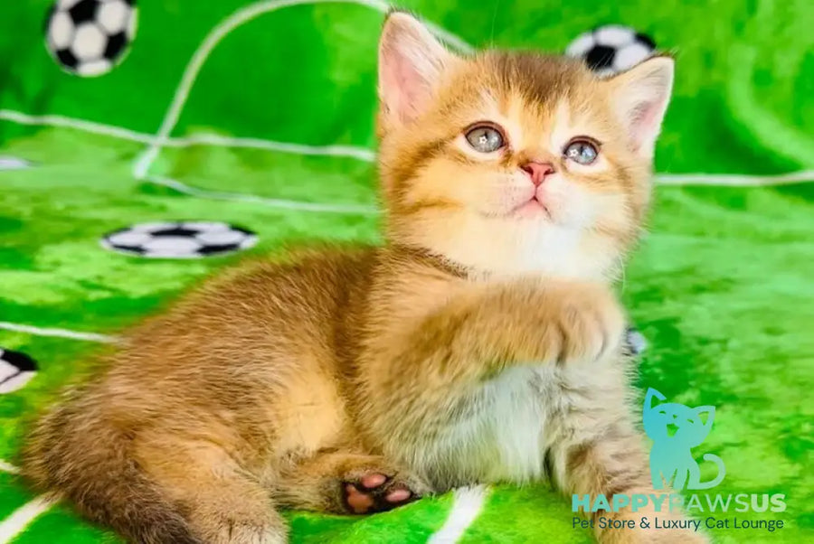 Emelia British Shorthair female chocolate golden ticked tabby - live animals