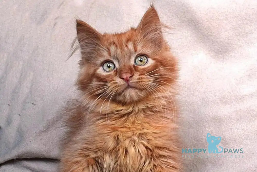 Emelya Siberian male red live animals