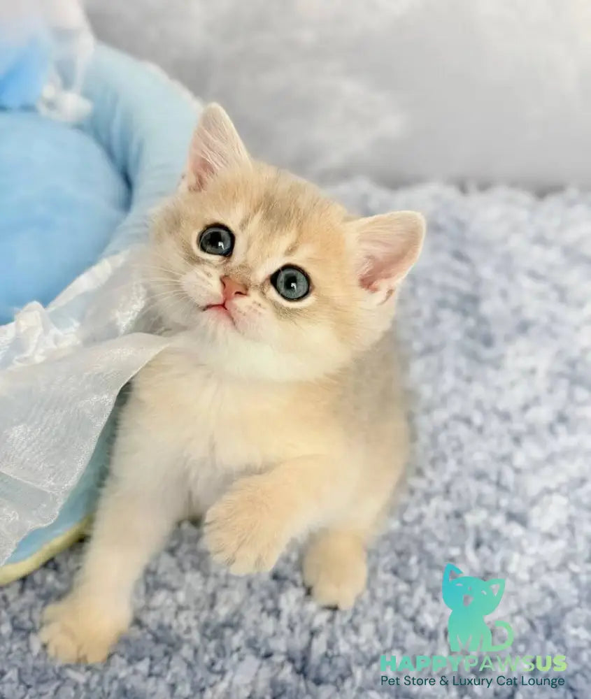 Emelyan Scottish Straight male blue golden shaded - live animals