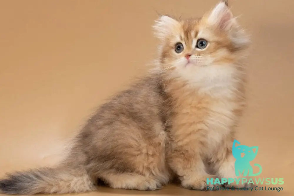 Emerald British Longhair male black golden shaded - live animals