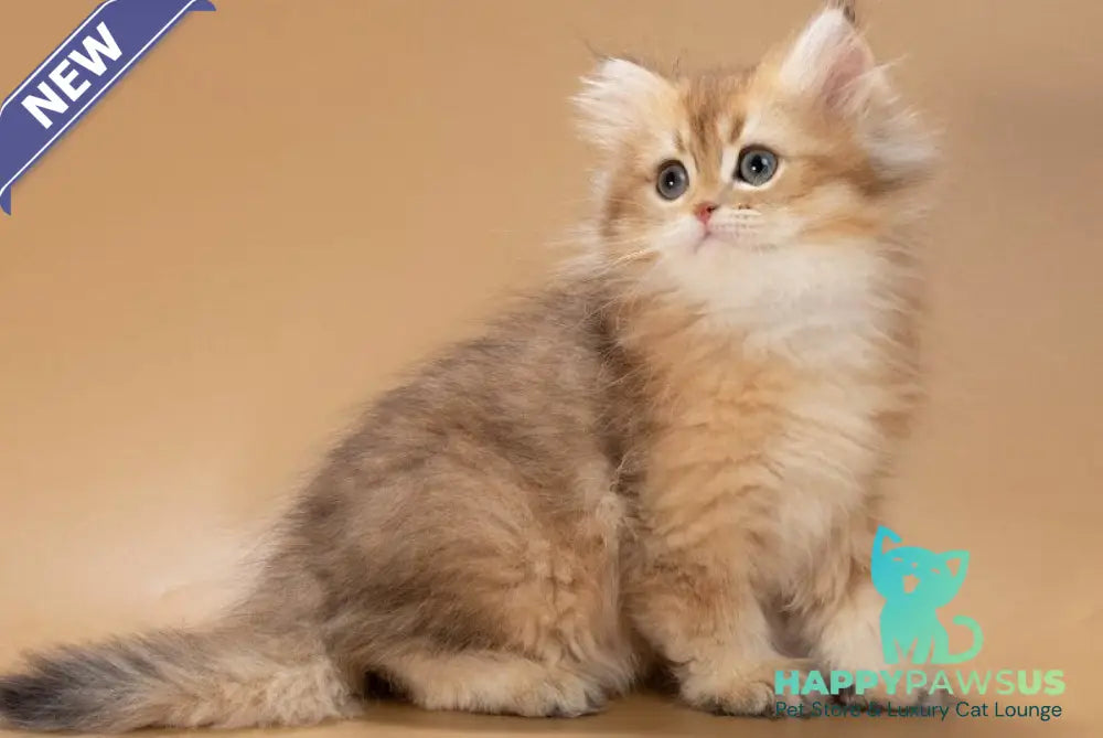 Emerald British Longhair male black golden shaded - live animals