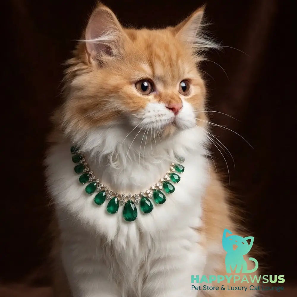 Emerson British Longhair male red bicolour - live animals