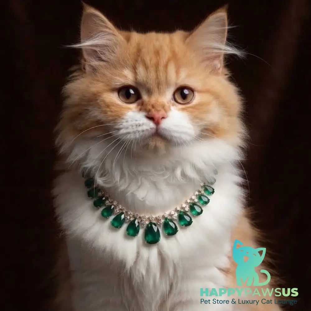 Emerson British Longhair male red bicolour - live animals