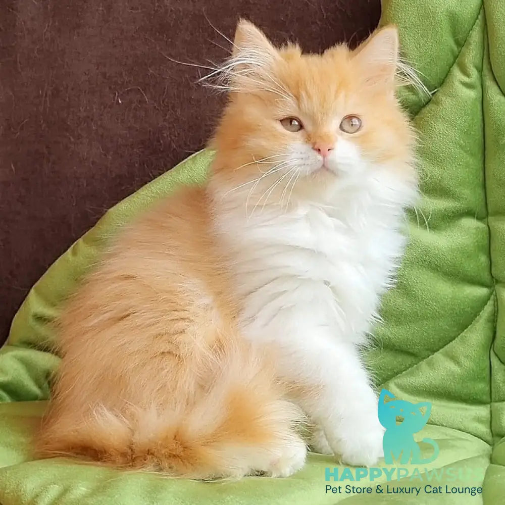 Emerson British Longhair male red bicolour - live animals