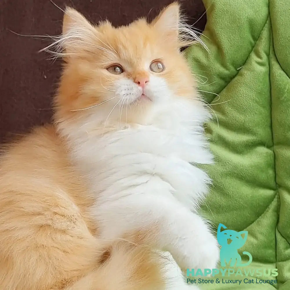 Emerson British Longhair male red bicolour - live animals