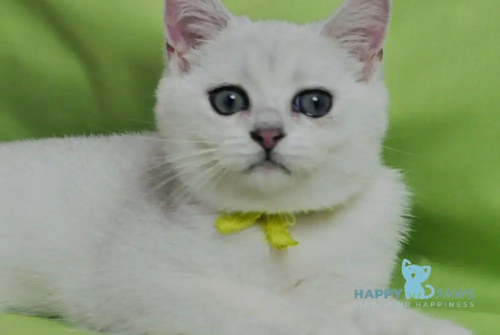 Emic British Shorthair male black silver shaded live animals