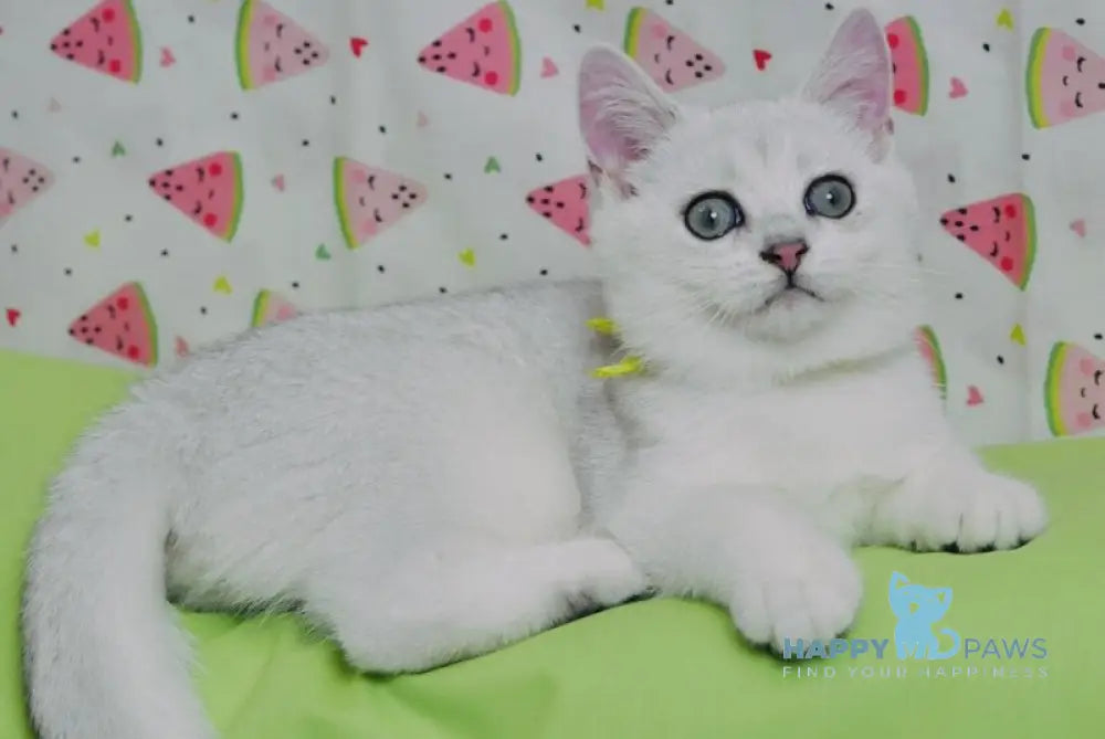 Emic British Shorthair male black silver shaded live animals