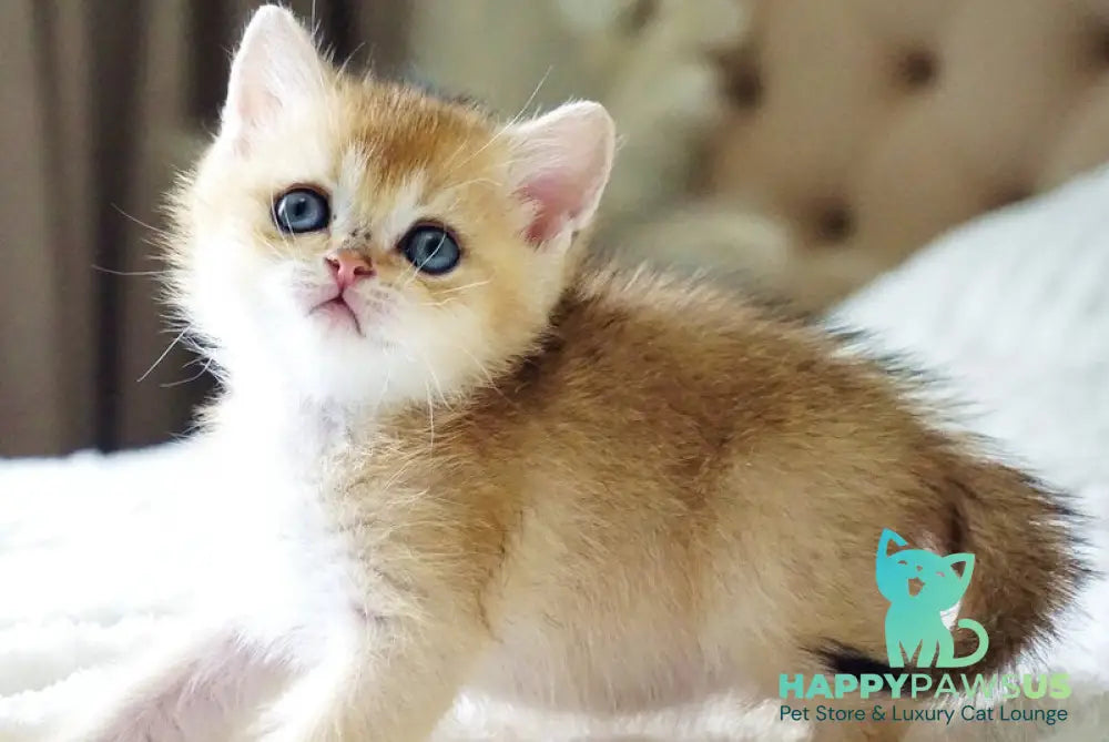 Emil British Shorthair male black golden shaded - live animals