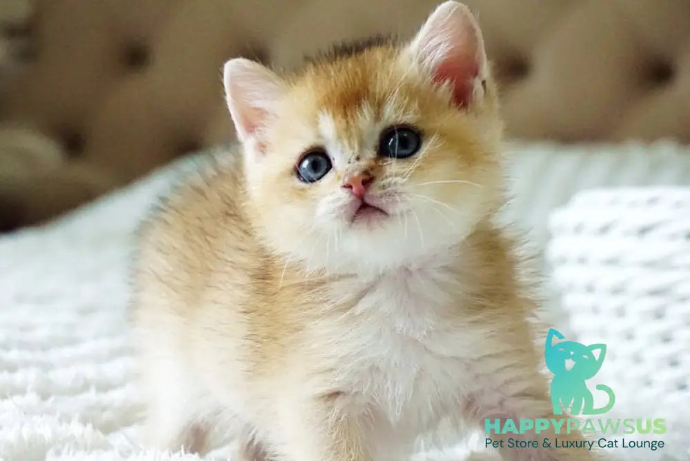 Emil British Shorthair male black golden shaded - live animals