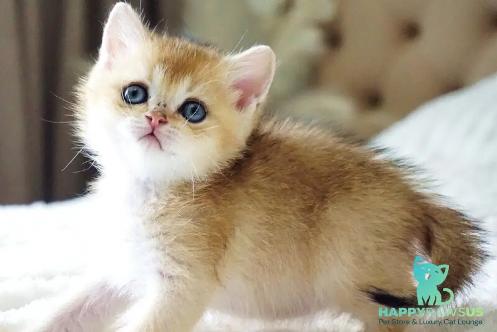Emil British Shorthair male black golden shaded - live animals
