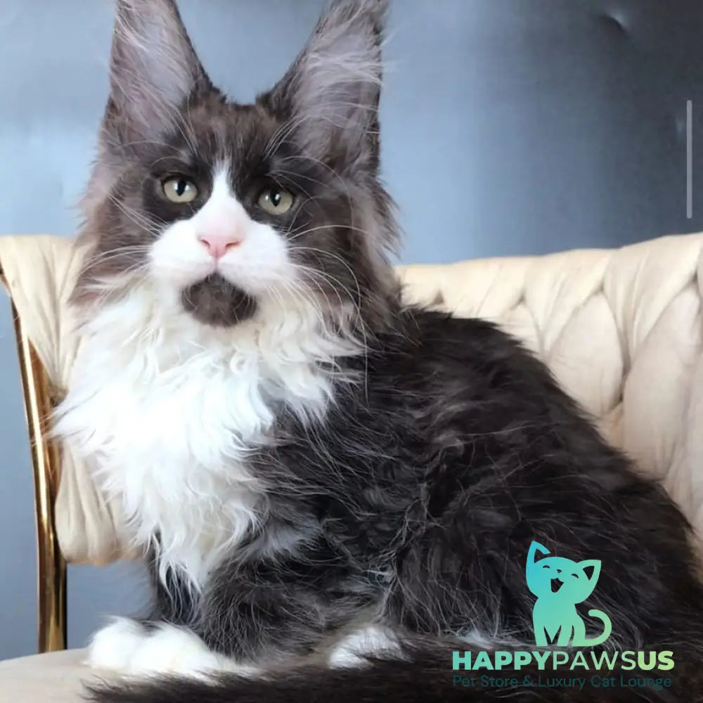 Emil Maine Coon male black silver bicolour - live animals