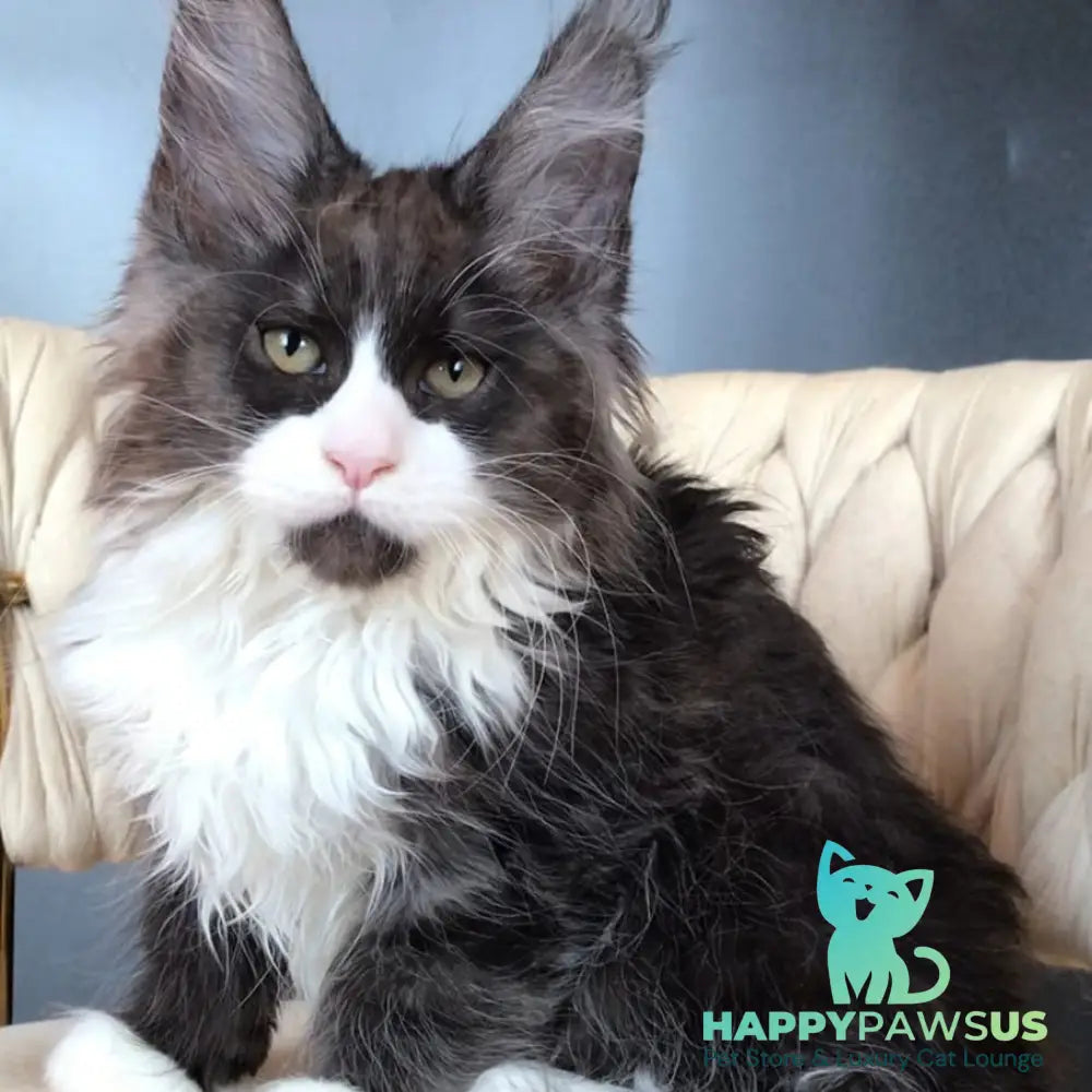 Emil Maine Coon male black silver bicolour - live animals