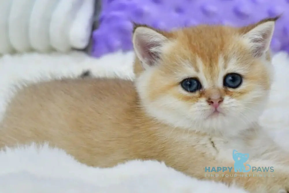 Emili British Shorthair female black golden shaded live animals