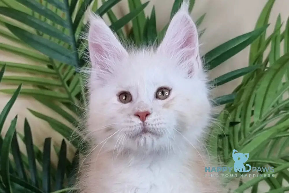 Emiliano Maine Coon male red silver live animals