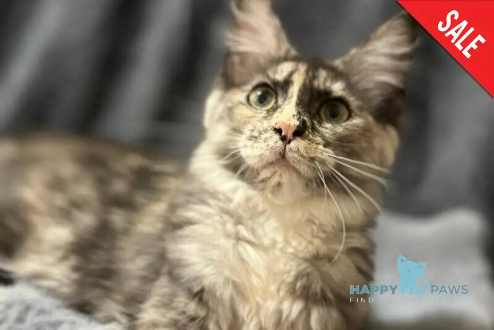 Emiliya Maine Coon female blue tortie silver - live animals