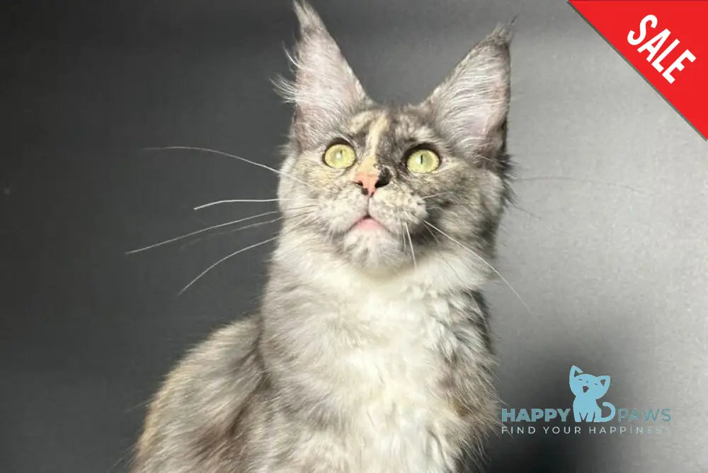 Emiliya Maine Coon female blue tortie silver - live animals