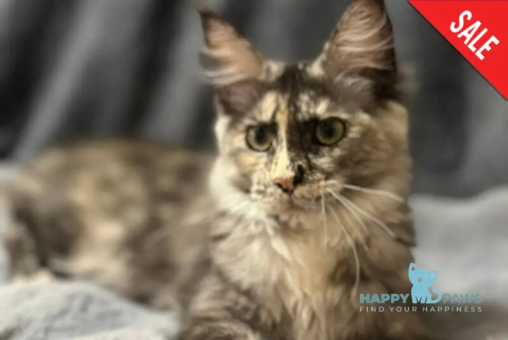 Emiliya Maine Coon female blue tortie silver - live animals