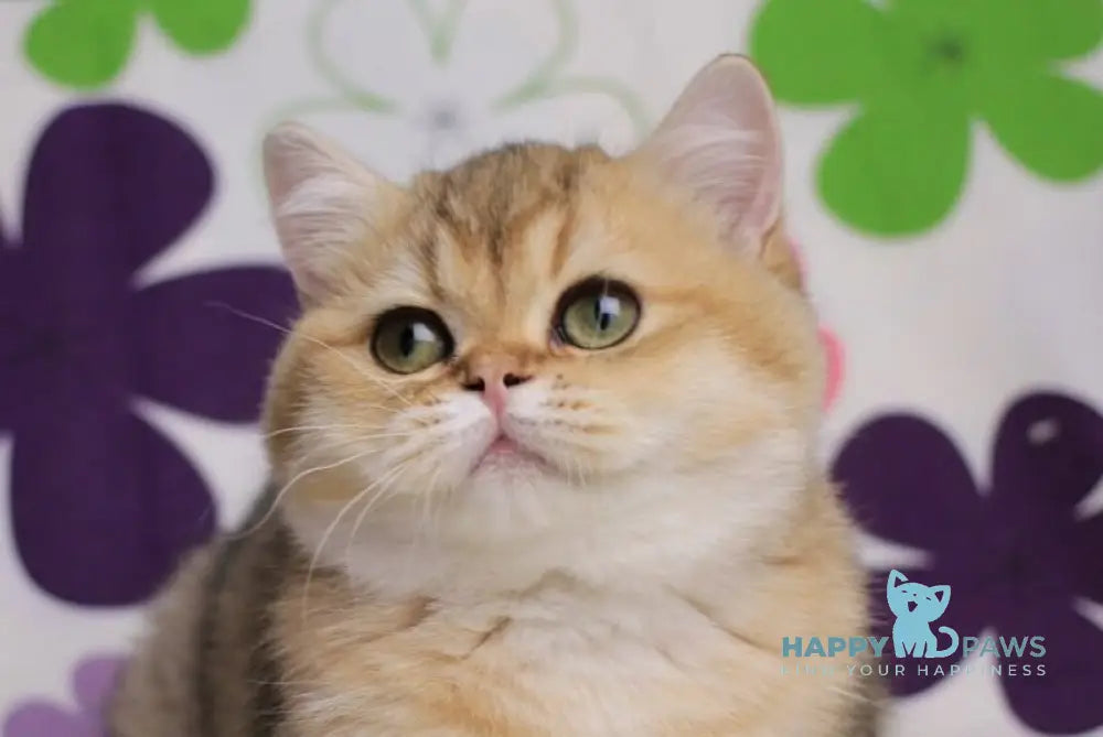 Emily British Shorthair female black golden shaded live animals