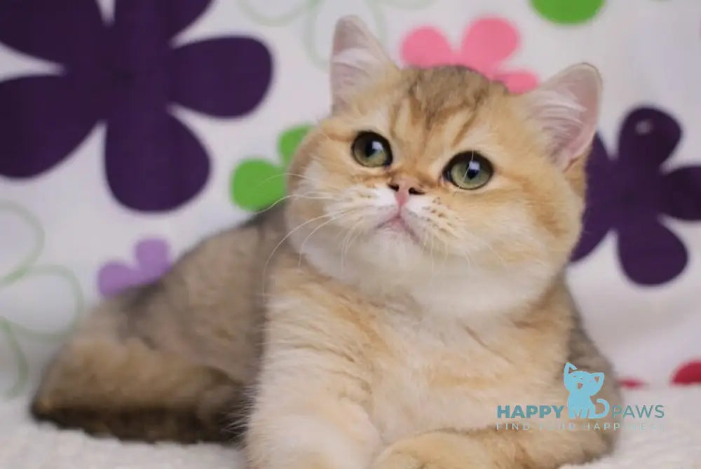 Emily British Shorthair female black golden shaded live animals