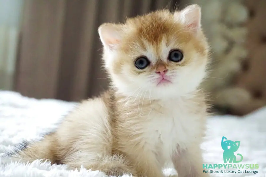 Emily British Shorthair female black golden shaded - live animals