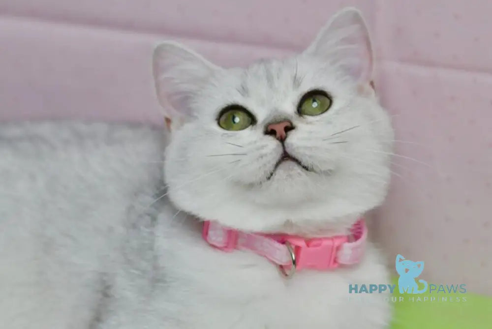 Emily British Shorthair female black silver shaded live animals