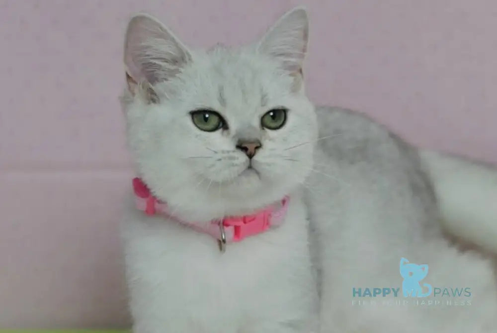 Emily British Shorthair female black silver shaded live animals