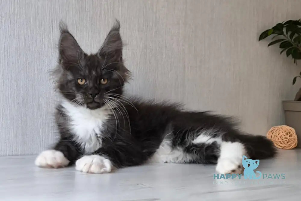 Emily Maine Coon female black silver bicolour