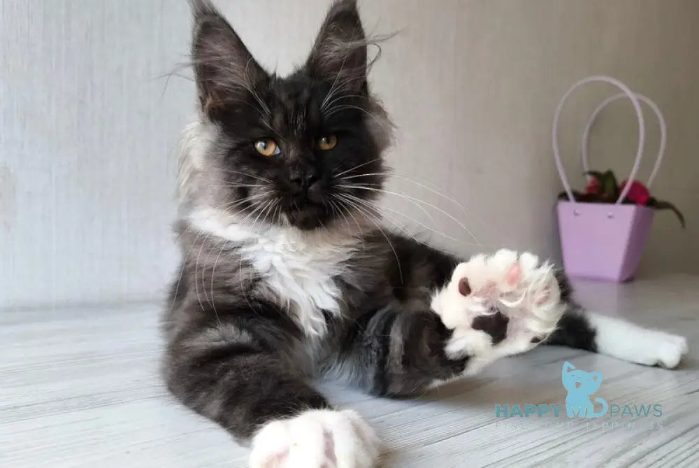 Emily Maine Coon female black silver bicolour