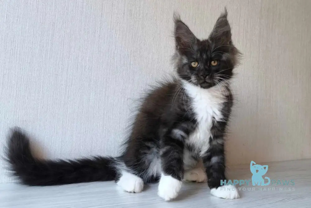Emily Maine Coon female black silver bicolour