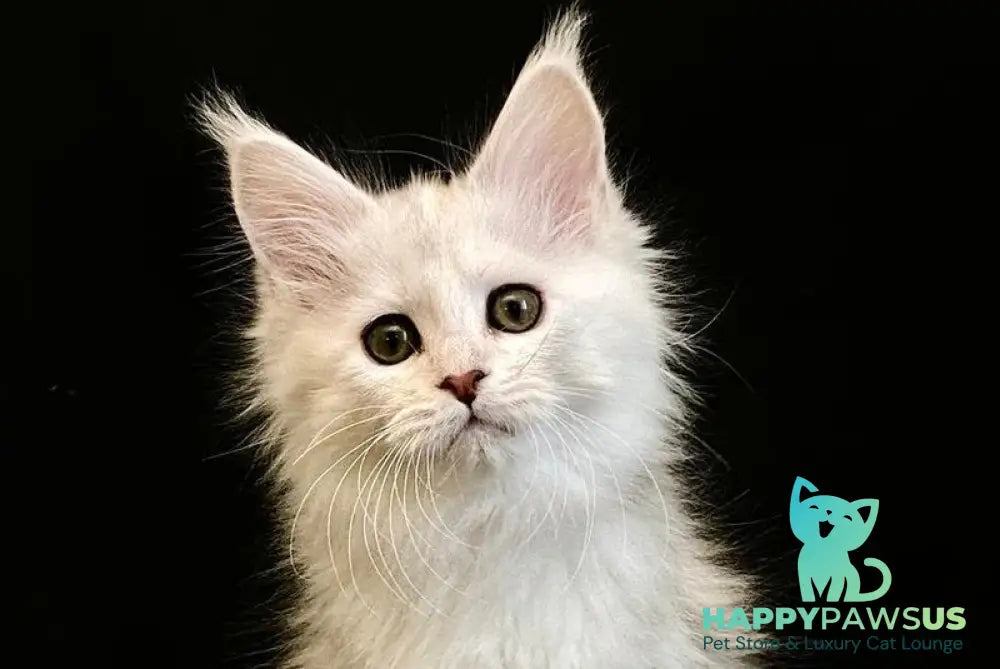 Emily Maine Coon female black tortie silver shaded live animals