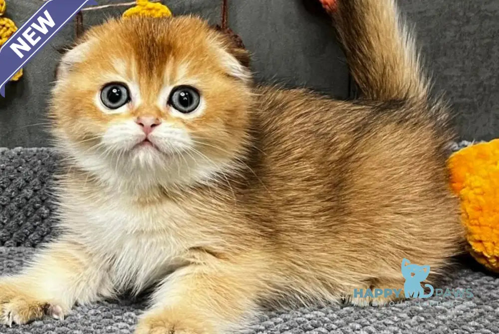 Emily Scottish Fold female black golden ticked tabby live animals