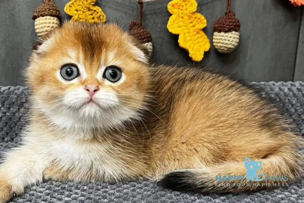 Emily Scottish Fold female black golden ticked tabby live animals