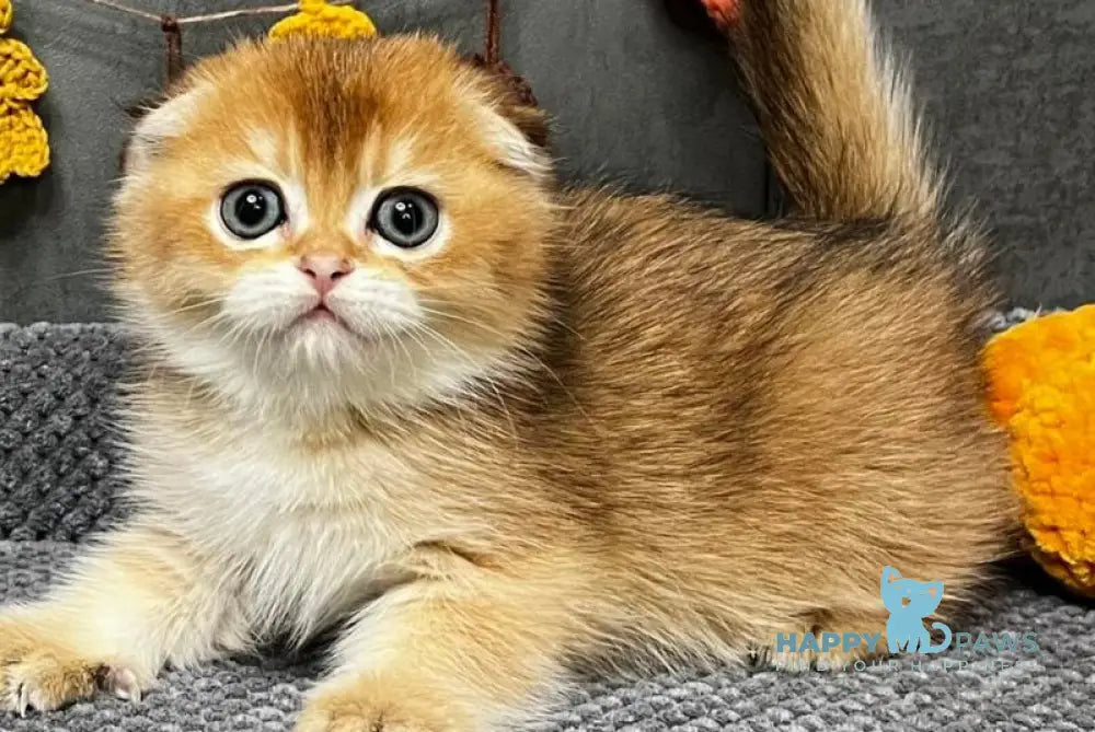 Emily Scottish Fold female black golden ticked tabby live animals