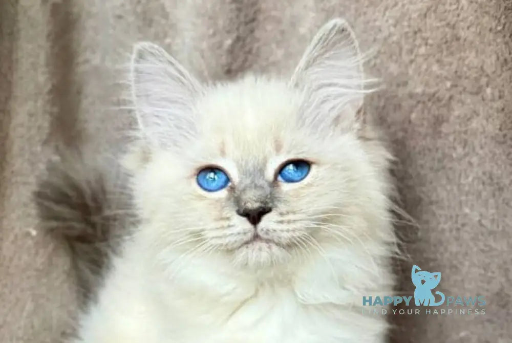 Emily Siberian female blue tabby pointed live animals