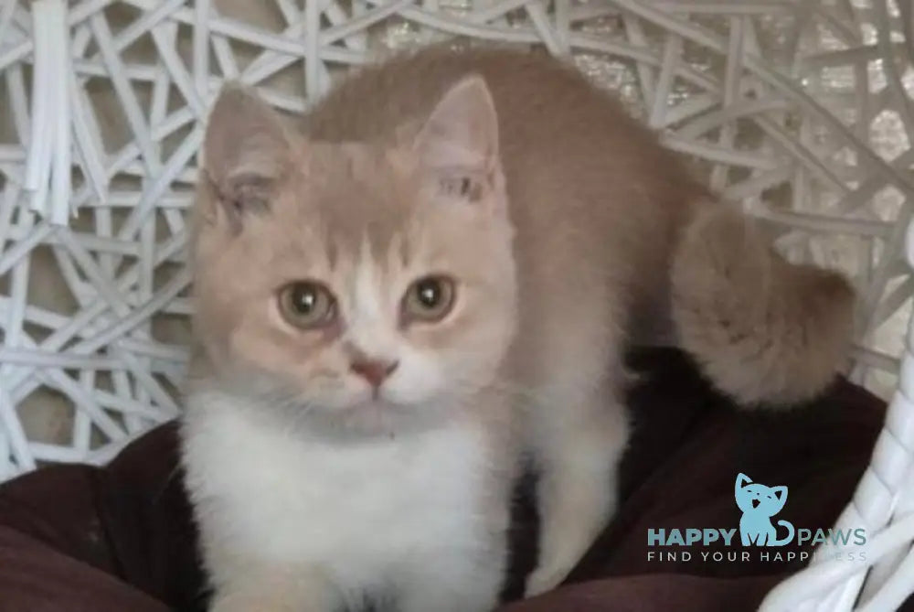 Emin British Shorthair male lilac golden shaded bicolour live animals