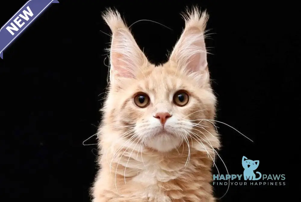 Eminem Maine Coon male cream tabby live animals