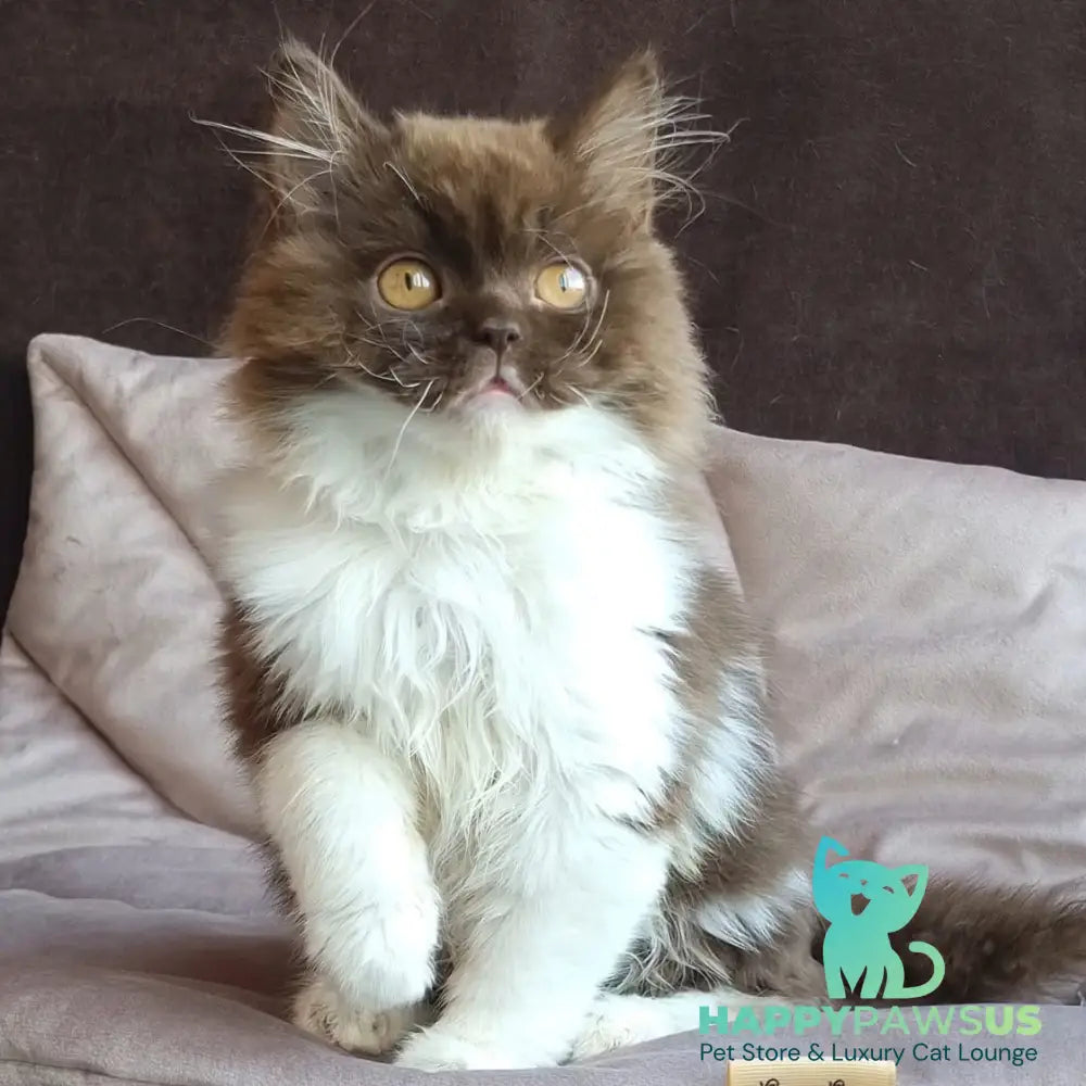 Emir British Longhair male chocolate bicolour - live animals